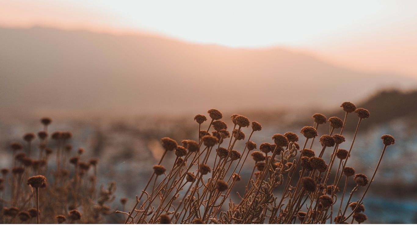 Coastal flowers in soft evening light